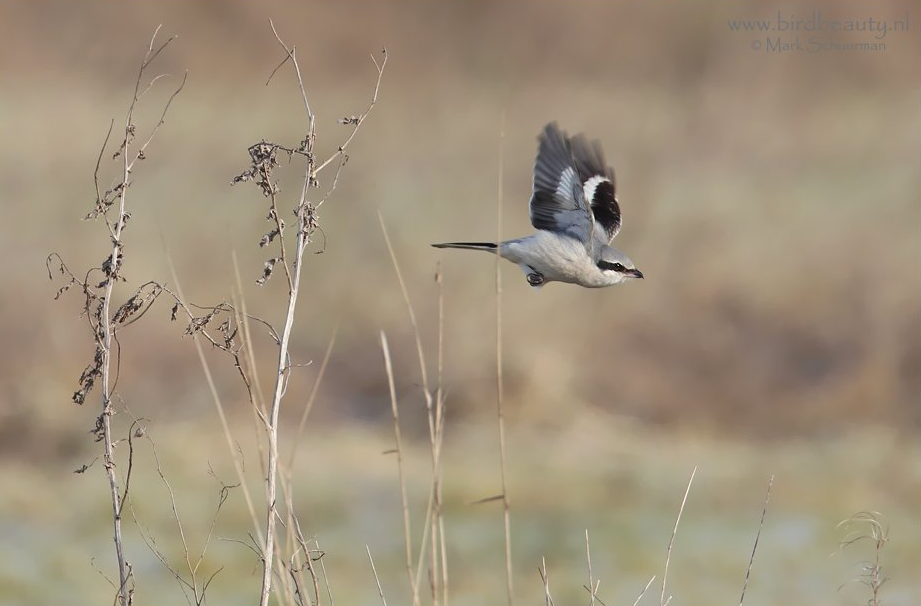 Een gracieus biddende Klapekster, op zoek naar een lekker hapje (foto: Benny Cottele) 