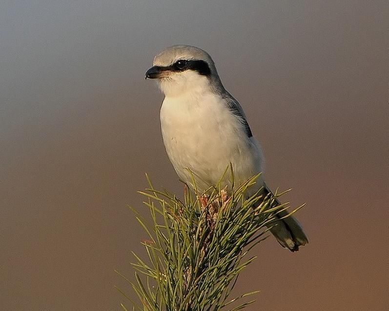 Klapeksters speuren op uitkijkposten de omgeving af op zoek naar een prooi (foto: Jos Keppens)