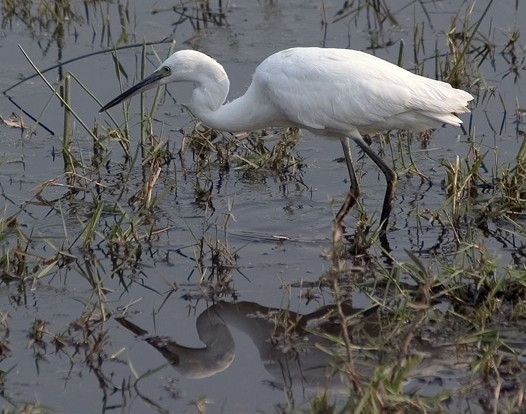 Kleine zilverreiger (foto: Birdman1)