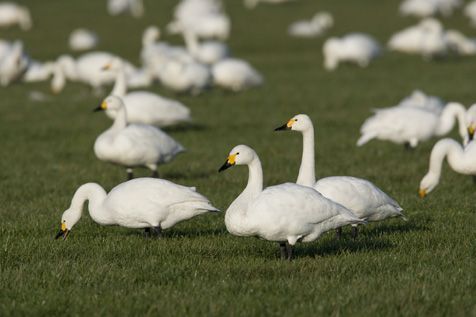 Kleine zwanen bij Oss (foto: Harvey van Diek)