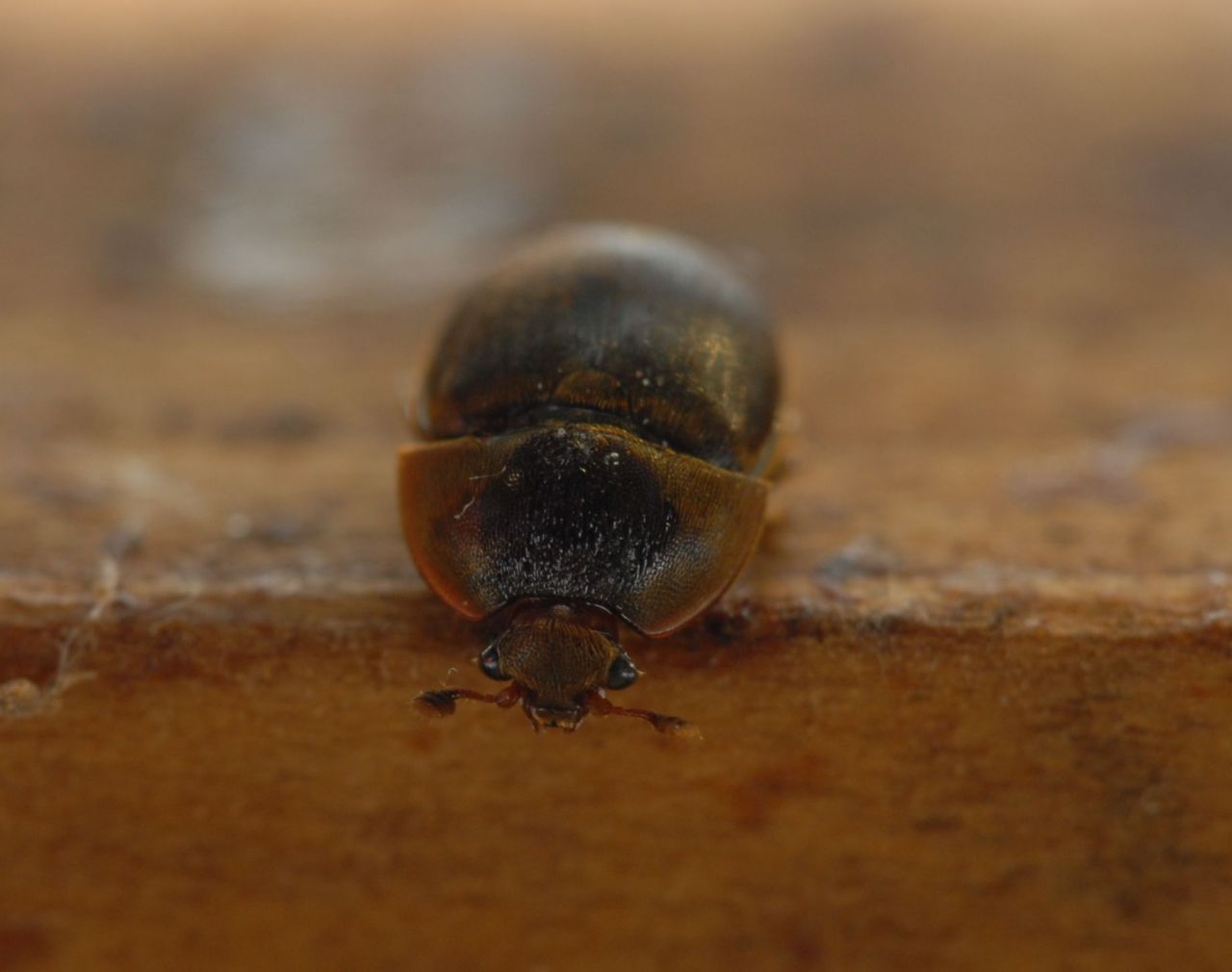 Kleine bijenkastkever (foto: Bram Cornelissen)