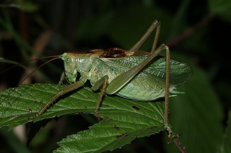 De Kleine groene sabelsprinkhaan heeft kortere vleugels dan de Grote groene sabelsprinkhaan  (foto: Ward Vercruysse)