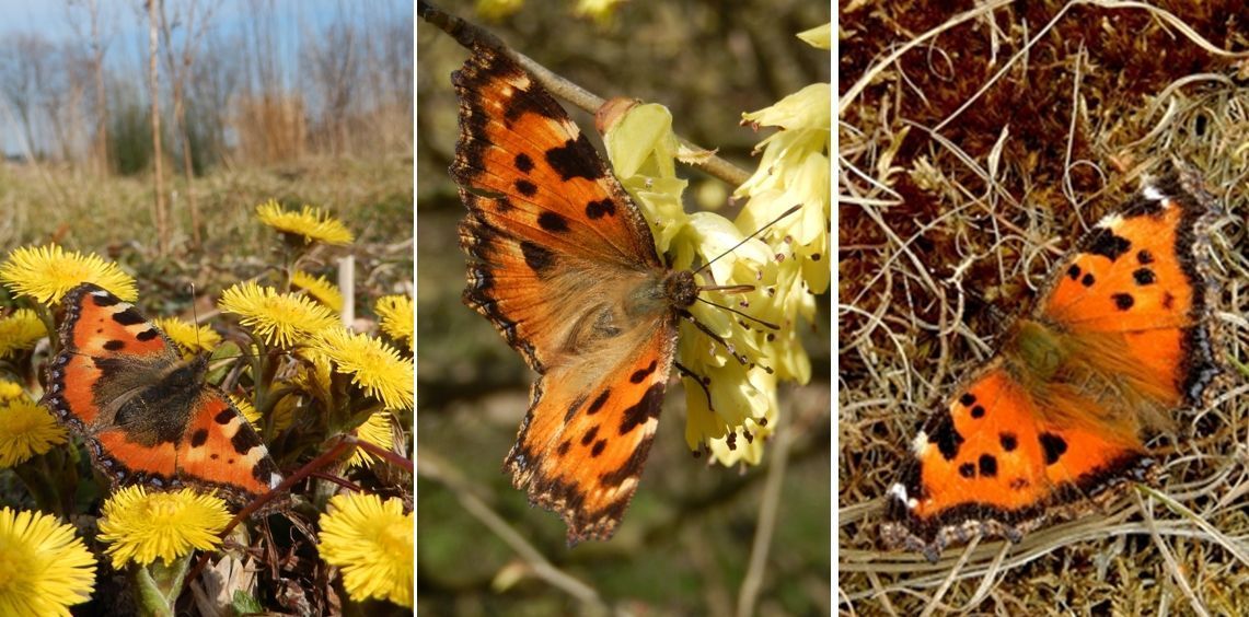 V.l.n.r.: kleine, grote en oostelijke vos (foto’s: Kars Veling)