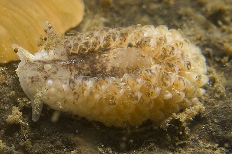 Juveniele Grote vlokslak van circa drie millimeter lengte (foto: Peter H. van Bragt)