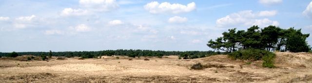 Leefgebied kleine heivlinder Kootwijkerzand (foto: Kars Veling)