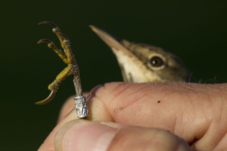 Gevangen kleine karekiet met ring (foto: Harvey van Diek)