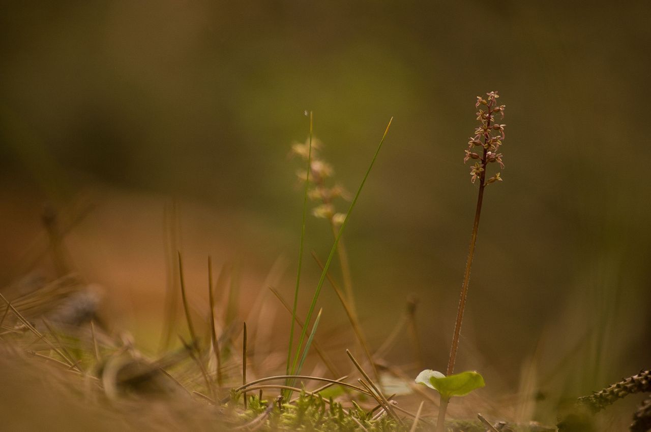 Kleine keverorchis (foto: Mark Meijrink)