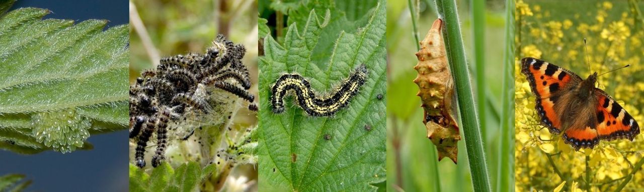 Cyclus kleine vos: v.l.n.r. eitjes op onderzijde brandnetelblad, jonge rupsjes in nest bijeen, grote rups, pop en de vlinder (foto’s: Kars Veling)