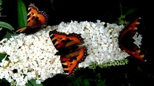 Kleine vossen op Buddleia (foto: Henk Bosma)