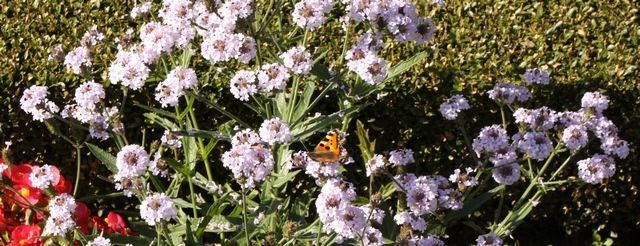 Verbena rigida in de tuin van Kasteel Middachten (foto: Kars Veling)