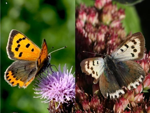 Gewone kleine vuurvlinder (links) en de afwijkende vorm (rechts) (foto’s: Kars Veling)