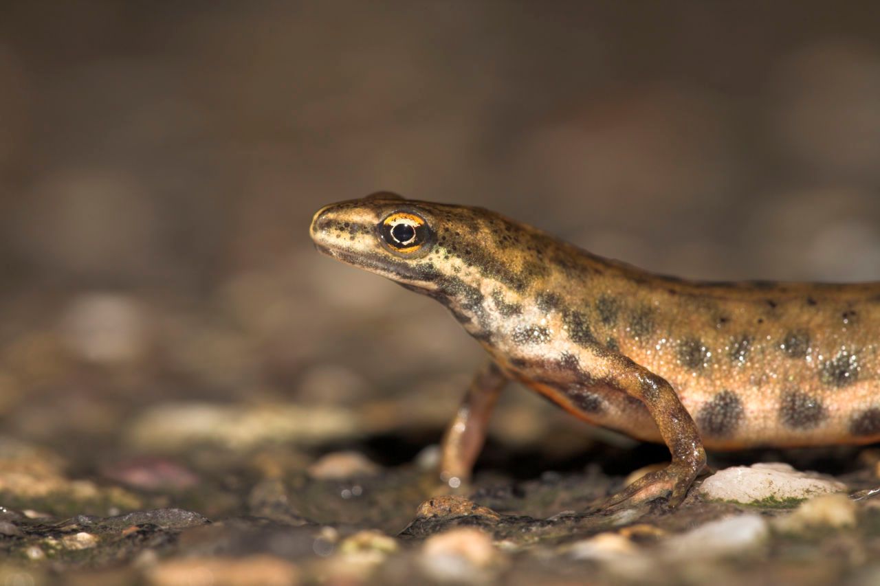 Het eerste gedocumenteerde geval van een neotene Kleine watersalamander in België (foto: Diederik D’Hert)