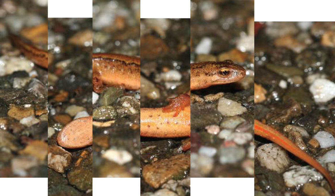 Kleine watersalamander tijdens trek. Zo loopt hij nog en zo is hij overreden... (foto’s: Raymond Creemers)