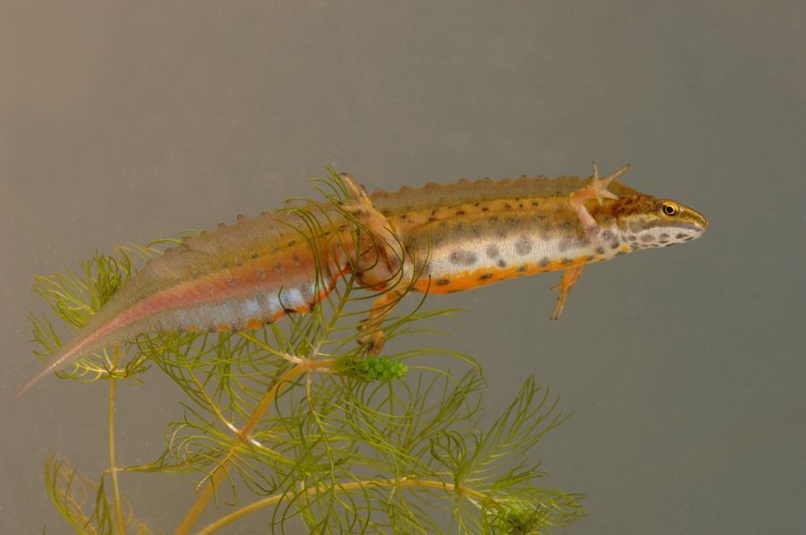 Uit een Britse studie blijkt dat Kleine watersalamanders de voorbije decennia almaar vroeger naar hun voortplantingspoelen trekken. De onderzoekers vermoeden dat een dergelijke verschuiving wordt beïnvloed door de klimaatsverandering (foto: Hugo Willocx)