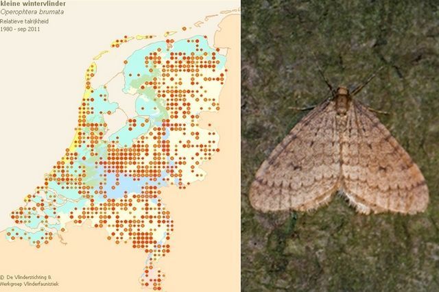 Verspreidingskaartje kleine wintervlinder (links); mannetje op boomstam (rechts) (kaartje: www.vlindernet.nl; foto: Kars Veling)