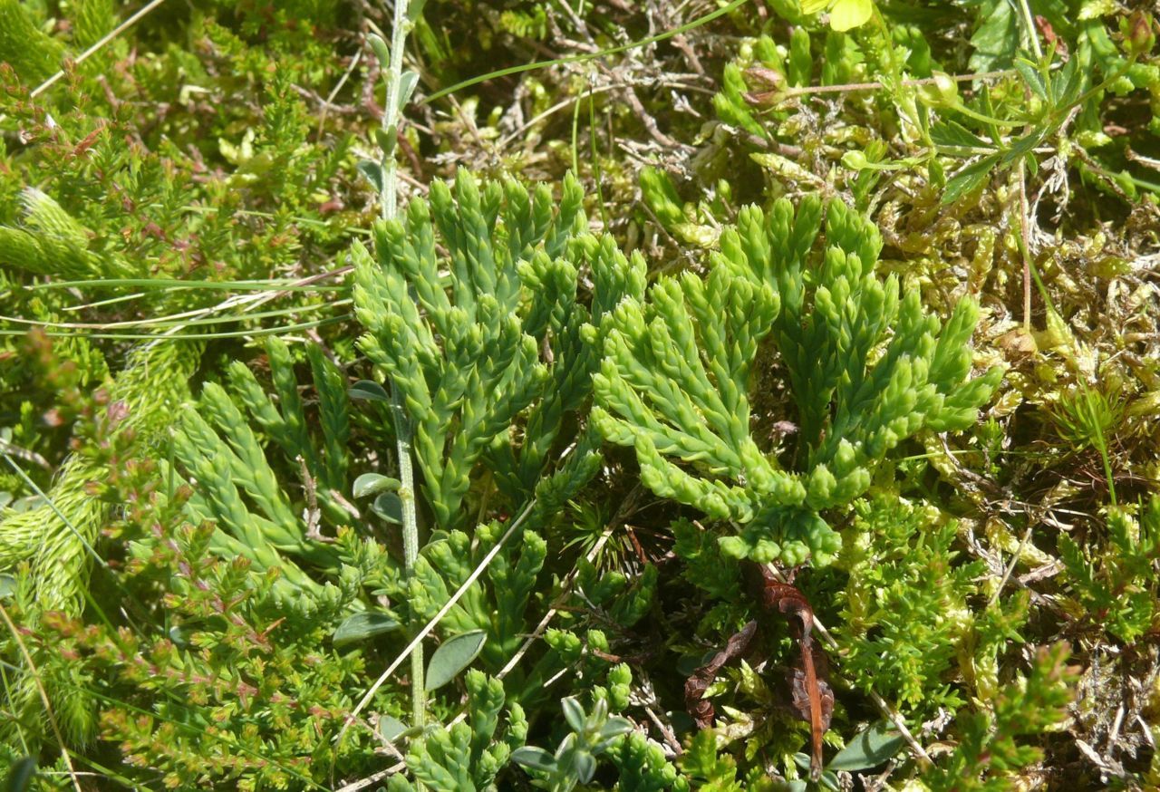 Kleine wolfsklauw (foto: BerndH)