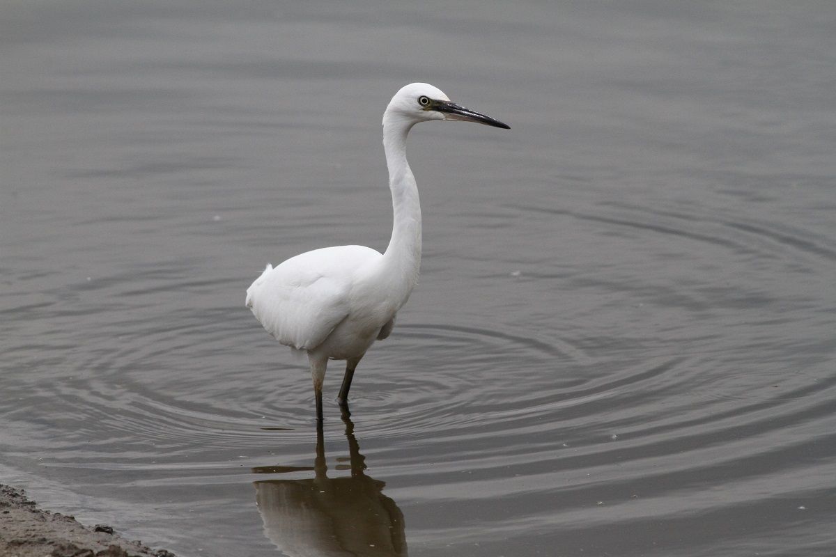 Kleine zilverreiger (foto: Albert de Jong)