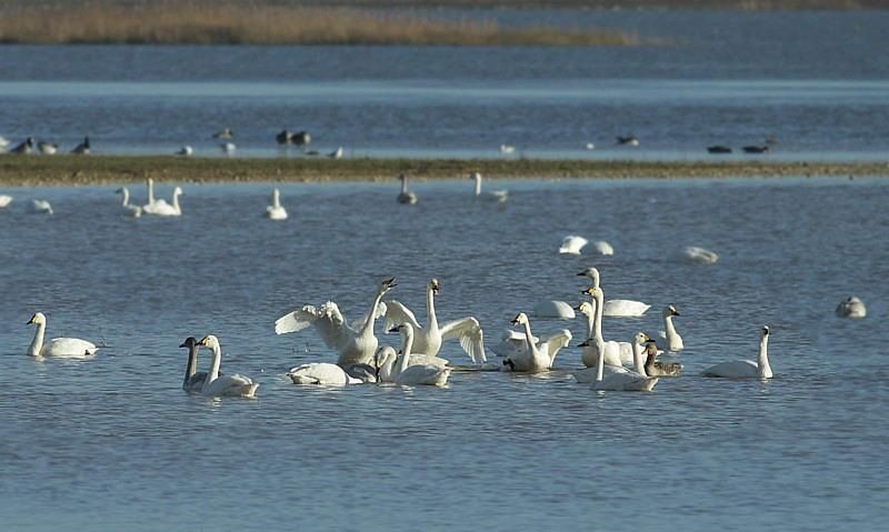 Kleine zwanen in de Noordwaard in de Biesbosch (foto: Thomas van der Es)