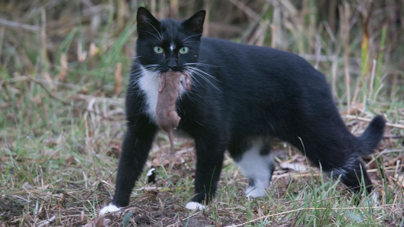 Deze huiskat ging met een Wezel aan de haal. (foto: Francis Pattyn)