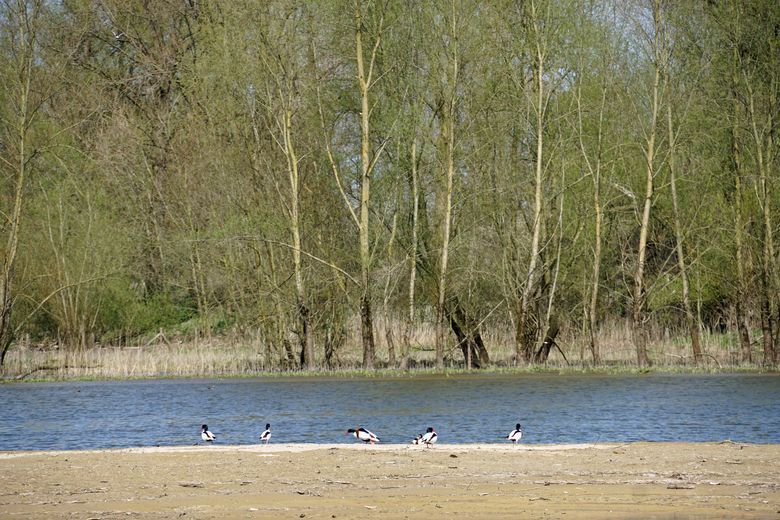 Bergeenden bij Klimaatbuffer Beuningen in april 2015 (foto: Twan Teunissen)