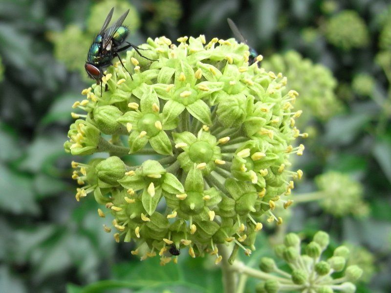 Vliegen en veel andere insecten profiteren in het najaar van de nectar van Klimop (foto: Bart Hanssen)