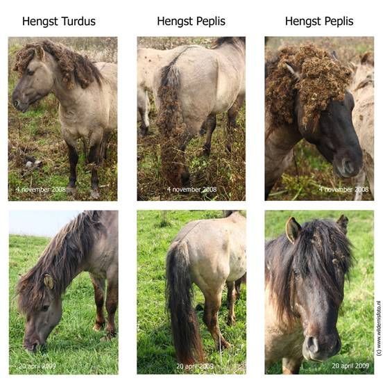 Paarden met Grote klis (boven, in november) en zonder Grote klis (onder, in april) (foto: Fokko Erhart)