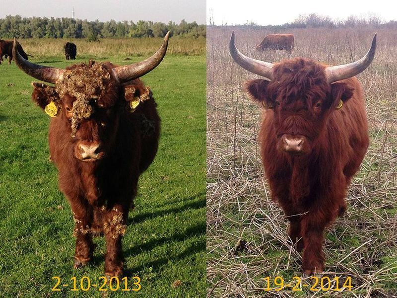 Schotse Hooglander met en zonder klissen in natuurgebied de Staart (foto: Esther Linnartz)