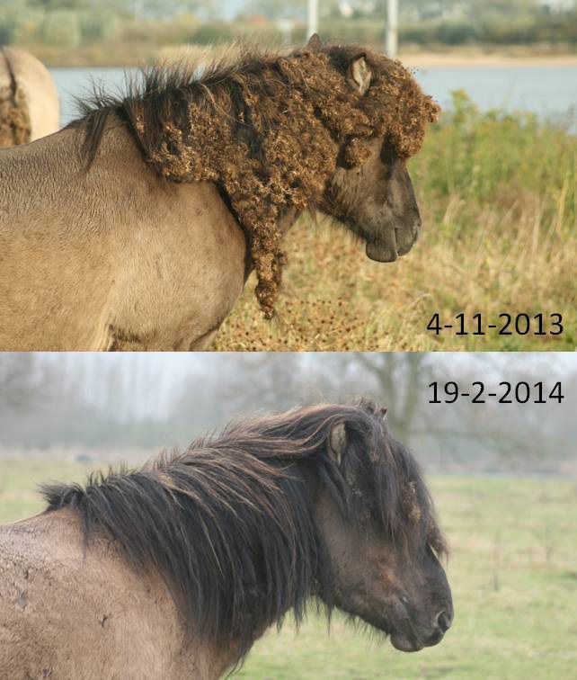 Klissen verdwenen uit de manen van konik (foto: Tanja de Bode)