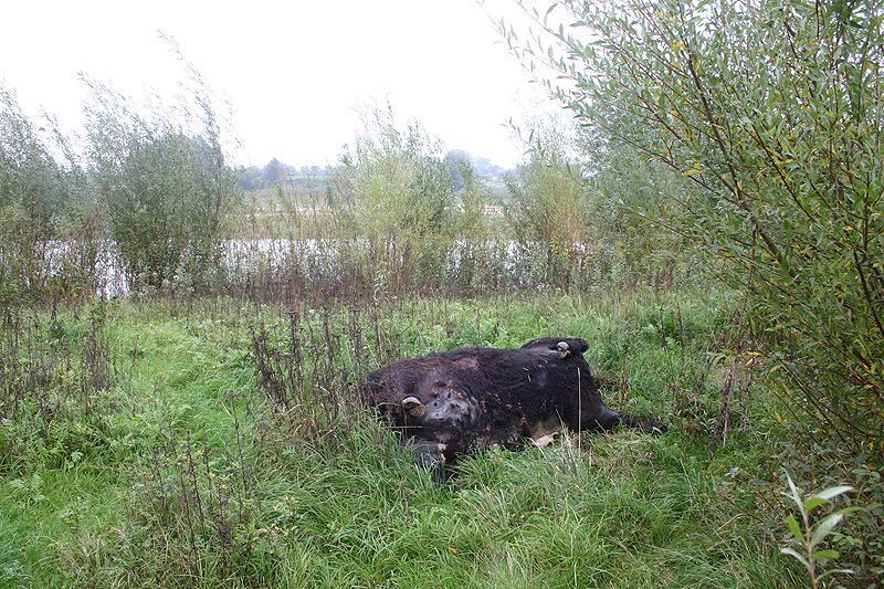 In de zomer van 2006 gestorven Galloway in de Klompenwaard, kadaver is na overleg met de inspectiedienst afgevoerd (foto: Bart Beekers)