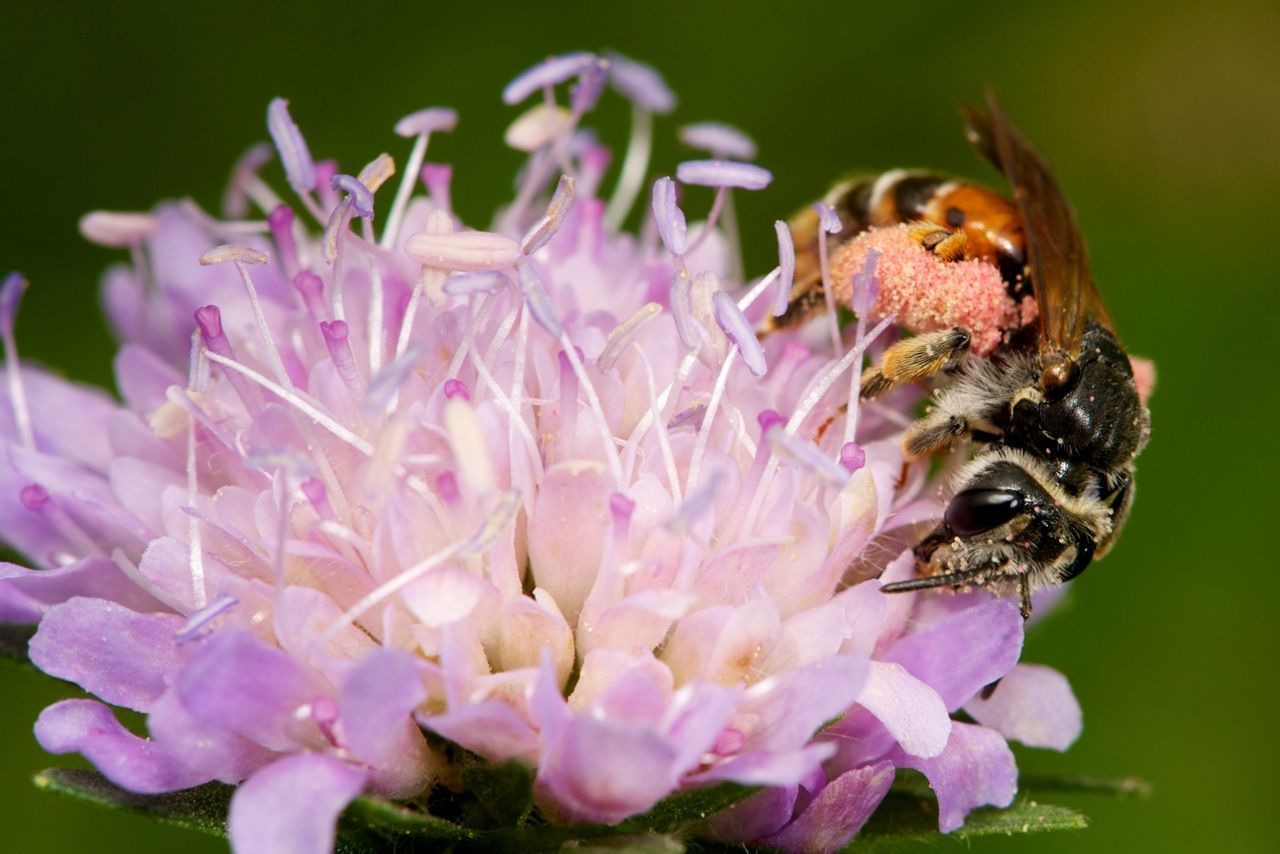 De Knautiabij heeft voldoende bloeiende Beemdkroonplanten nodig voor het grootbrengen van haar larven (foto: Nicolas J. Vereecken)