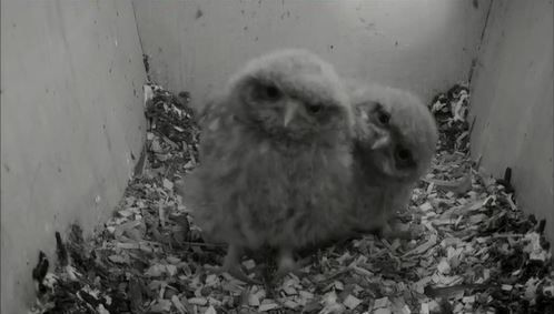 Steenuiljongen in nestkast voor camera van Beleef de Lente (foto: Beleef de Lente)