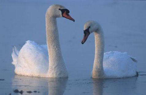 Knobbelzwanen (foto: Marek Szczepanek)