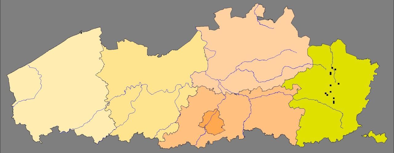 De verspreiding van de Knoflookpad is anno 2013 beperkt tot een handvol locaties in Limburg.  Op deze kaart staan alle plaatsen waarin de soort werd aangetroffen tussen 1996 en 2012. (bron: Hyla)