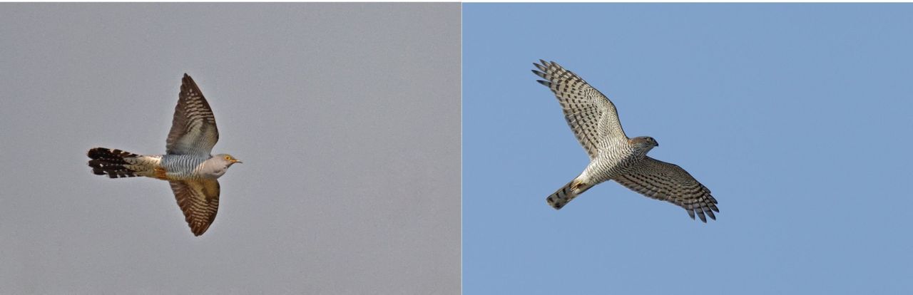 Koekoek (links) neemt het uitzicht van Sperwer (rechts) aan om zijn gastheer te misleiden (foto: Dieder Plu (Koekoek) en Raymond De Smet (Sperwer))