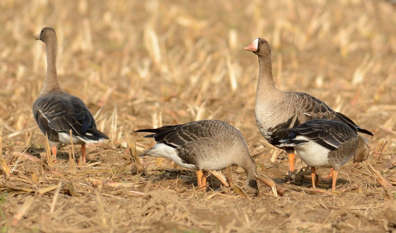 Familie kolganzen. De jongen zijn goed herkenbaar aan het ontbreken van de zwarte vlekken op de buik en het wat ’smoezelige’ verenkleed. Let op de gevlekte flanken en de puntige veren op rug en bovenvleugel. In de eerste maanden van de winter ontbreekt ook de kenmerkende witte kol (foto: Kees Koffijberg)