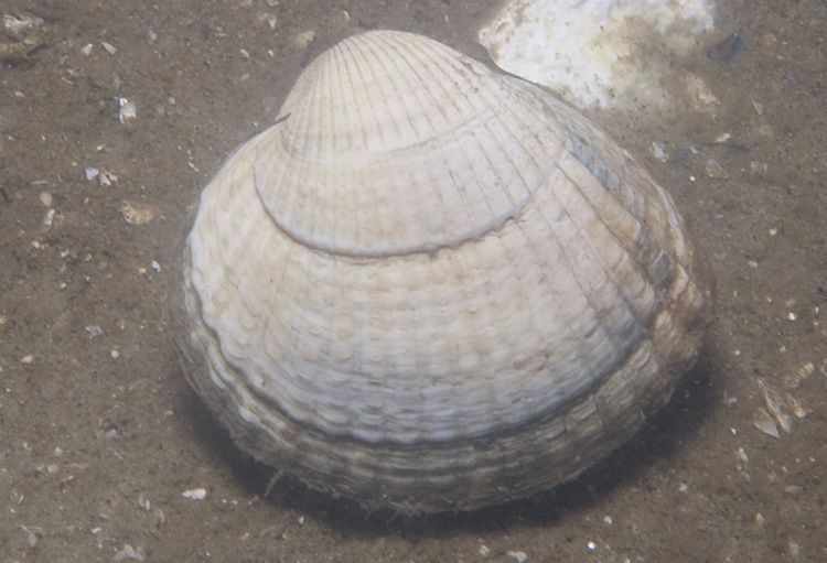 Levende kokkel in Oosterschelde (foto: Peter H. van Bragt)