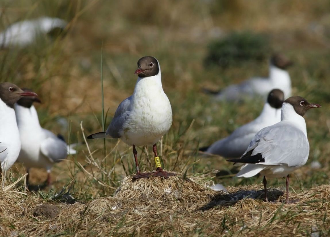 Een gekleurringde Kokmeeuw in de broedkolonie van het Molsbroek (foto: Pim Wolf)