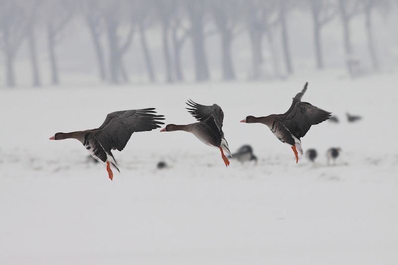 Kolganzen (foto: Albert de Jong)