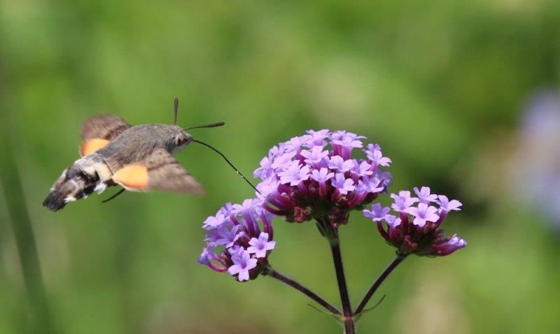 Een kolibrievlinder met de kenmerkende oranjegekleurde achtervleugels en lichaamsbouw (Foto: Gerda Van Hoovels)