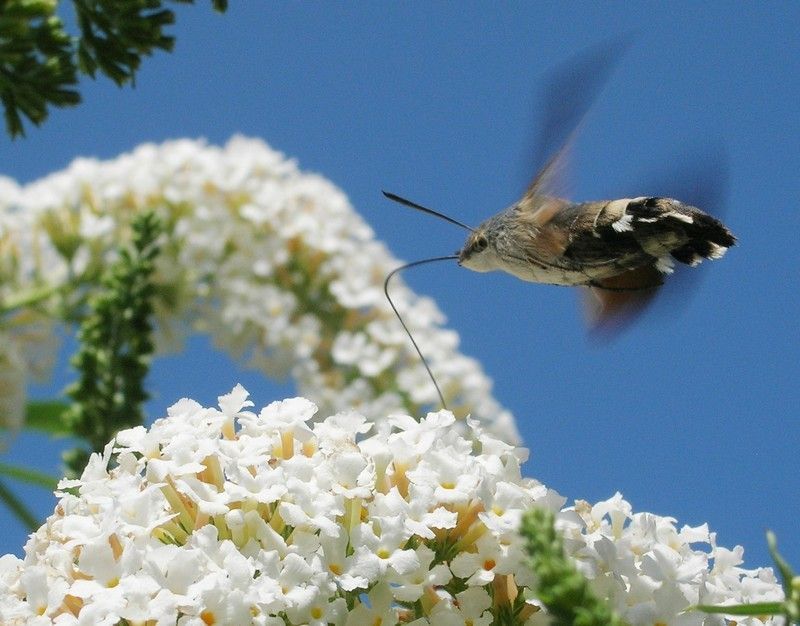 Deze foto van een kolibrievlinder won de eerste prijs in de fotowedstrijd ’Nachtvlinders in de schijnwerper’ (foto: Henk Wagenaar)