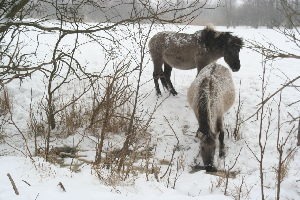 Konik in winters Letland drinkt water uit gat in ijs (foto: Jan van der Veen)