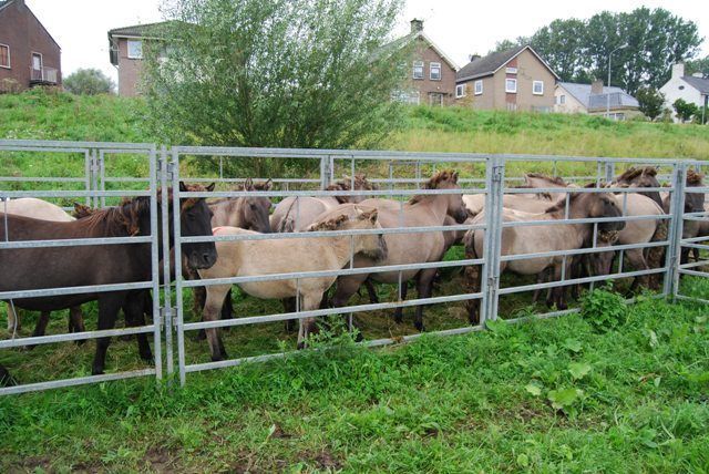 Koniks in de kraal in de Klompenwaard (foto: FREE Nature)