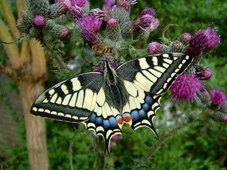 De koninginnenpage, volgens velen de mooiste vlinder van Nederland (foto: Kars Veling)