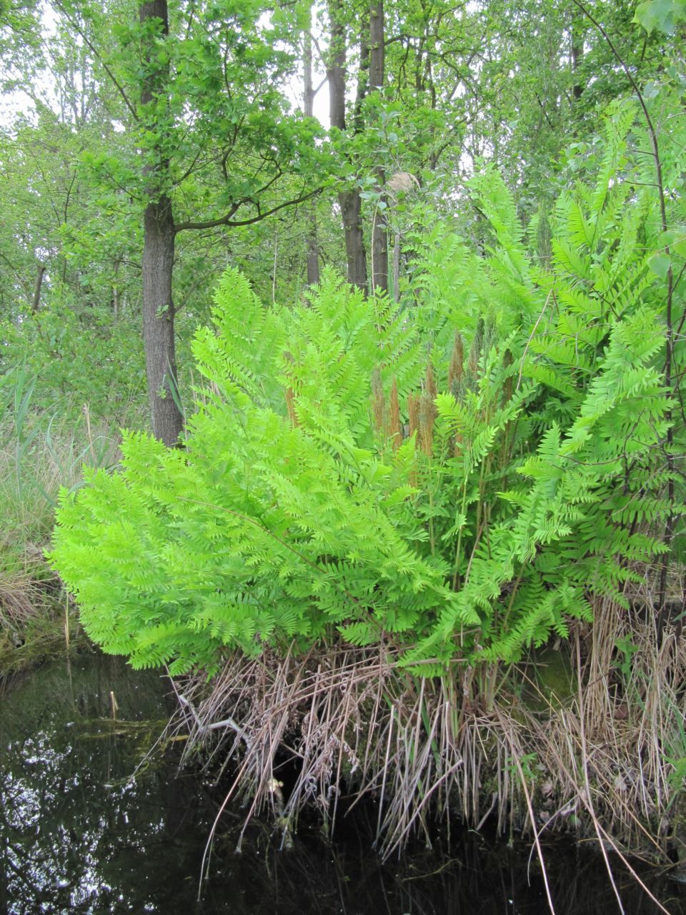 Koningsvaren (foto: Ilf Jacobs)