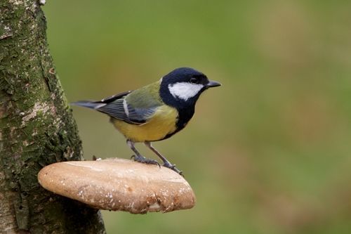 Koolmees (foto: Vogelbescherming Nederland)