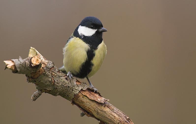 Vogelringers vonden al tien Koolmezen met een ring uit Litouwen in hun netten. (Foto: Glenn Vermeersch)