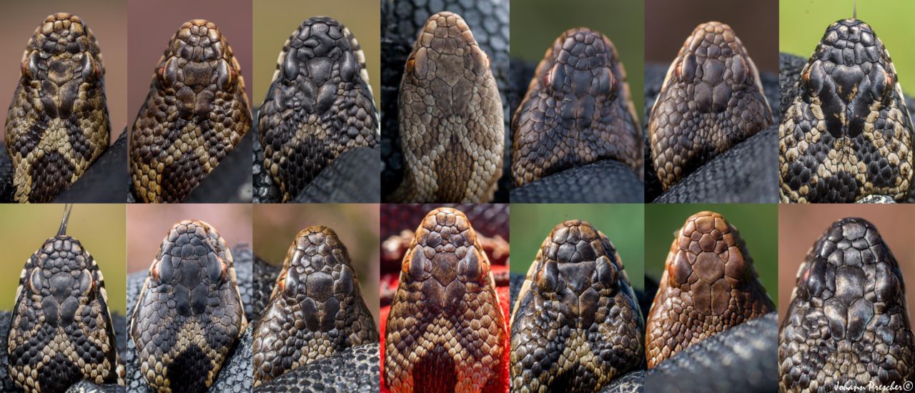 Kopschilden van 14 individuele adders uit de Schaopedobbe te Elsloo (Fr) op een rij, RAVON-excursie 23 augustus 2014 (foto: Johann Prescher)