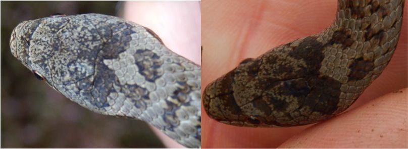 Kopschilden gladde slangen die op de Mookerheide zijn waargenomen. De zwarte vlekken achter op de kop worden kroontje genoemd wat verwijst naar Coronella in de latijnse naam van de gladde slang (foto’s: Patrick Heijne) 