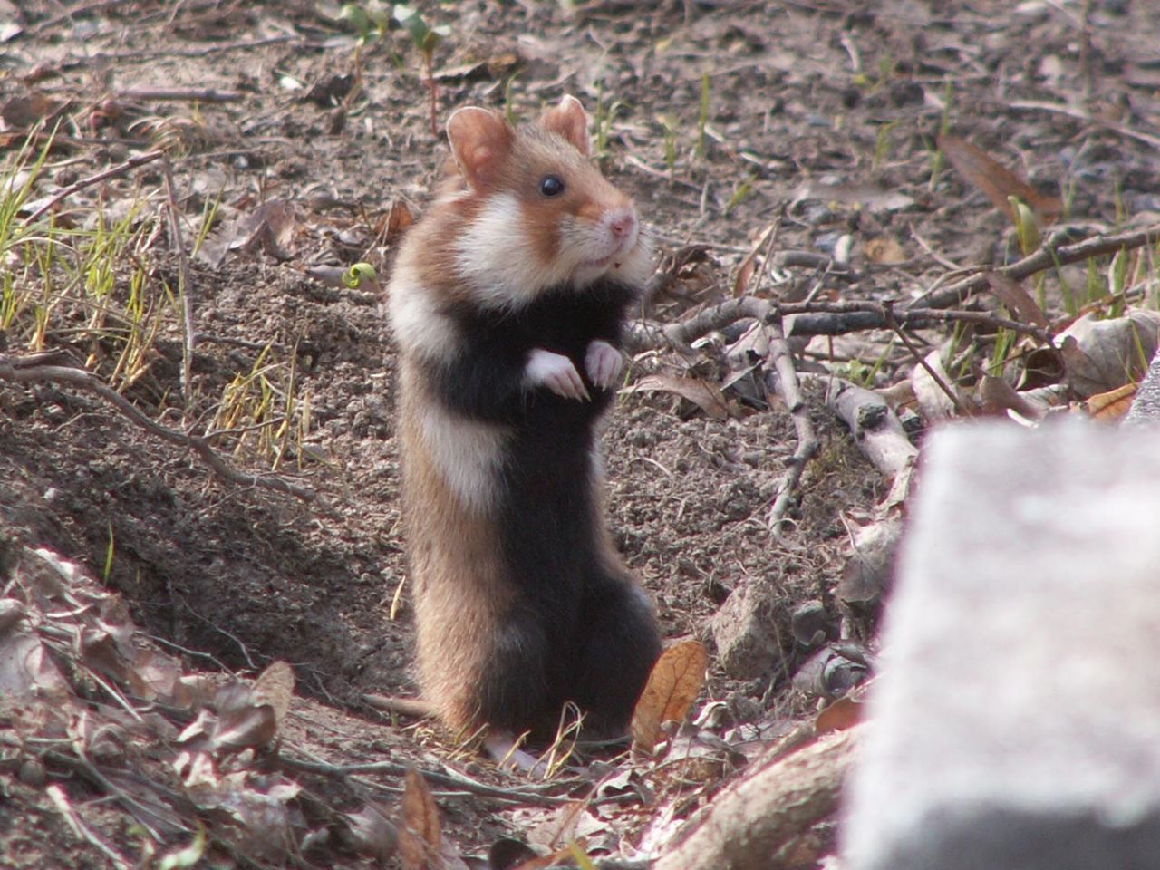 Europese hamster, beter bekend als korenwolf, op de uitkijk (foto: Katanski)