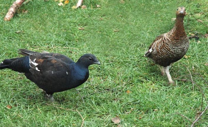 Korhoenders in het gras (foto: Jan van der Straaten)